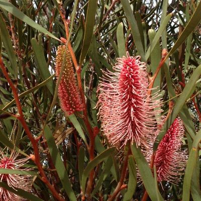 Nungarin Pink Pokers