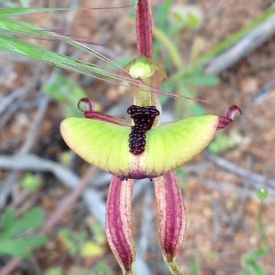 Ant Orchid