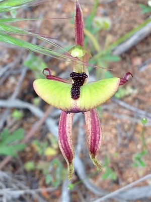 General - Ant Orchid