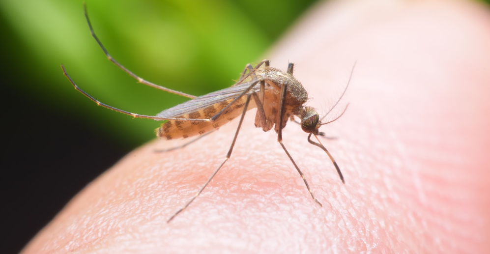 Mosquito fogging program continues
